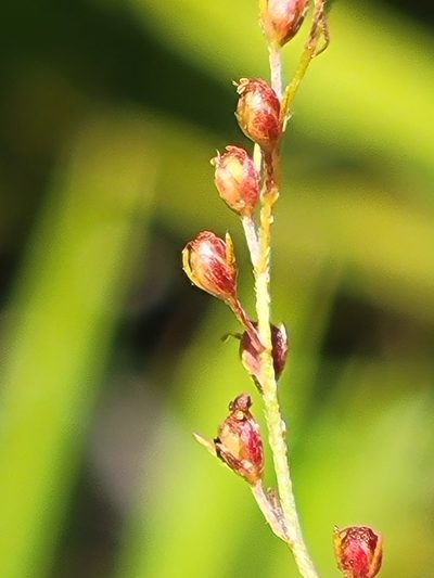 Lechea sessiliflora, photographed by Jay Horn