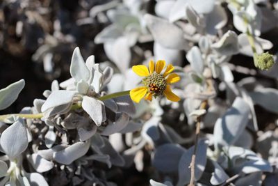 Encelia canescens, photographed by Cesar Ormazabal