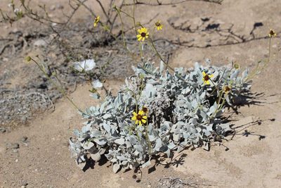Encelia canescens, photographed by Cesar Ormazabal