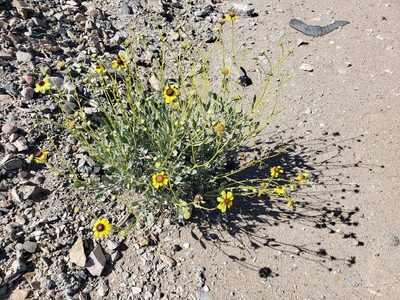 Encelia canescens, photographed by Cesar Ormazabal