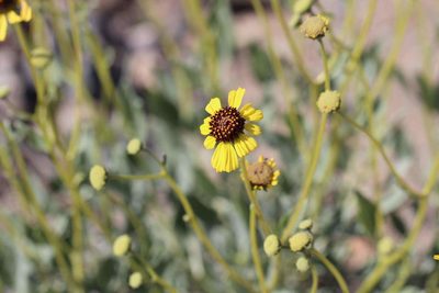 Encelia canescens, photographed by Cesar Ormazabal