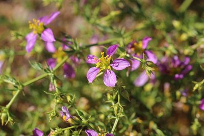 Zygophyllum chilense, photographed by Cesar Ormazabal