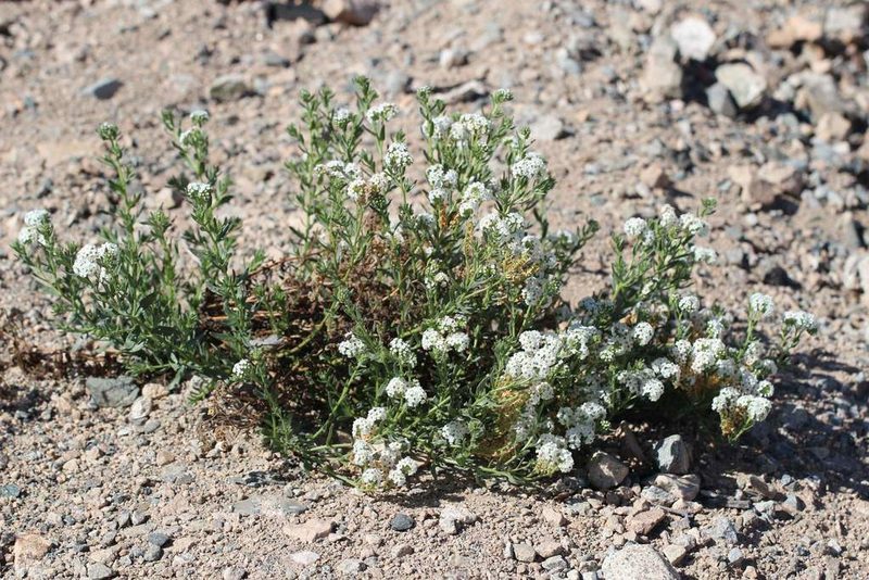Heliotropium myosotifolium, photographed by Cesar Ormazabal
