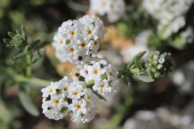 Heliotropium myosotifolium, photographed by Cesar Ormazabal