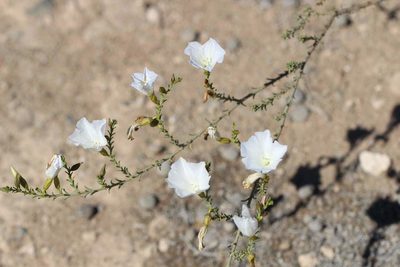 Nolana rostrata, photographed by Cesar Ormazabal
