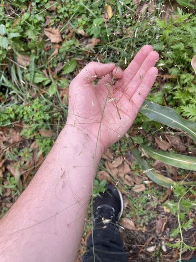 Eragrostis trichodes, photographed by Nathan May