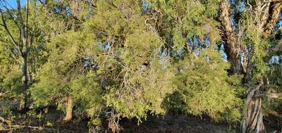 Melaleuca bracteata, photographed by Bethlea Bell