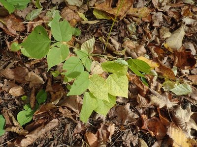 Hylodesmum glutinosum, photographed by Lynn Harper