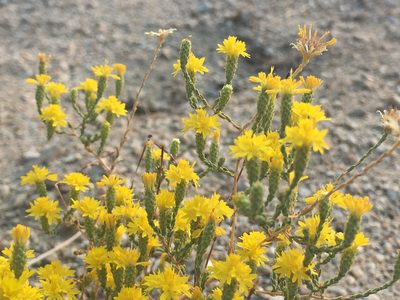 Lessingia glandulifera