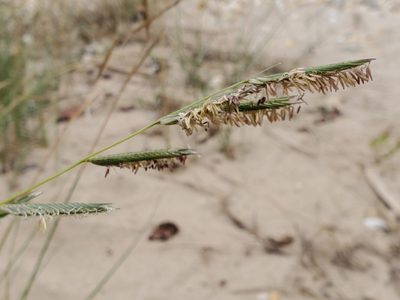 Sporobolus pumilus, photographed by Tom Field