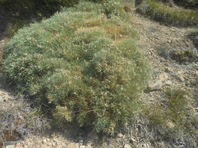 Echinospartum horridum, photographed by Michael Andresek