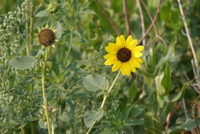Helianthus petiolaris, photographed by Jacob Saucier