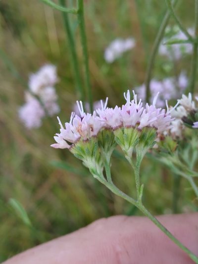 Hartwrightia floridana, photographed by Scott Ward