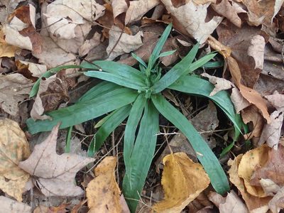 Carex platyphylla, photographed by Lynn Harper