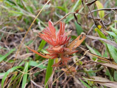 Acalypha gracilens, photographed by the swamp ass