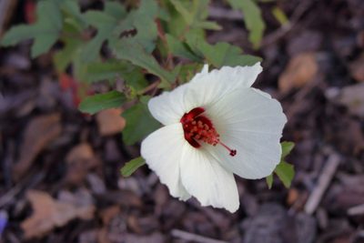 Sabdariffa aculeata, photographed by Kim