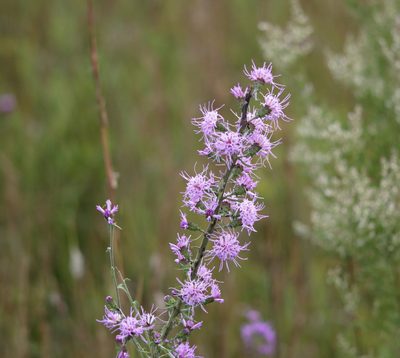 Liatris squarrulosa, photographed by Kim