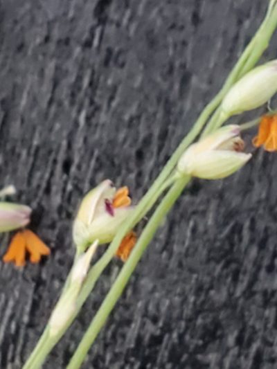 Panicum coloratum, photographed by Jo Roberts