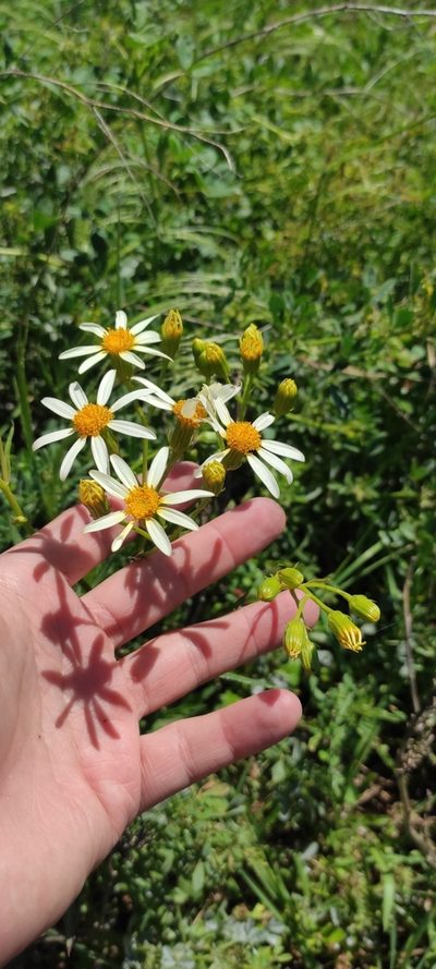 Senecio tweediei, photographed by Federico Muñoz