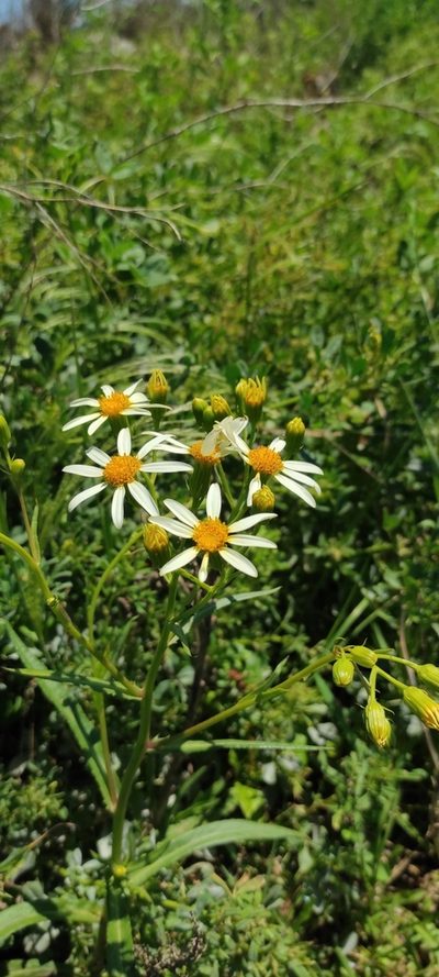 Senecio tweediei, photographed by Federico Muñoz