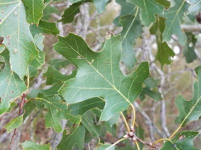 Quercus buckleyi, photographed by Jo Roberts
