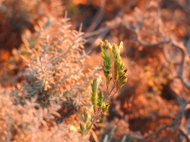 Nothobartsia asperrima, photographed by Duarte Frade
