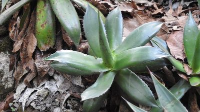 Agave warelliana, photographed by Neptalí Ramírez Marcial