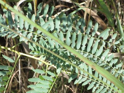 Sesbania drummondii, photographed by Jo Roberts