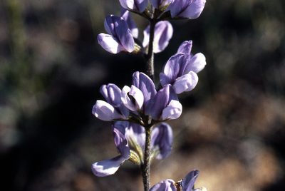 Psoralea racemosa, photographed by Charles Stirton