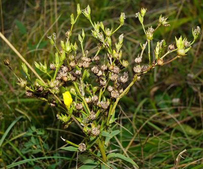 Linum flavum, photographed by Patrick Hacker