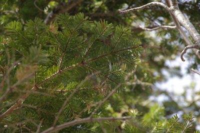 Abies homolepis, photographed by Eric Knight