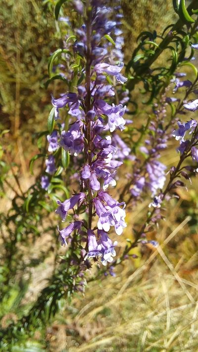 Anarrhinum longipedicellatum, photographed by Andreia Susete Ferreira de Faria