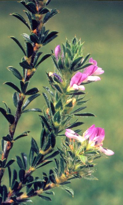 Psoralea pungens, photographed by Charles Stirton