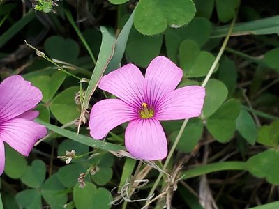 Oxalis hispidula, photographed by Craig Martin