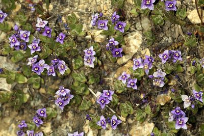 Veronica copelandii, photographed by Steve Matson