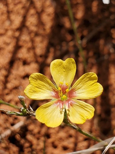 Linum hudsonioides, photographed by Jo Roberts