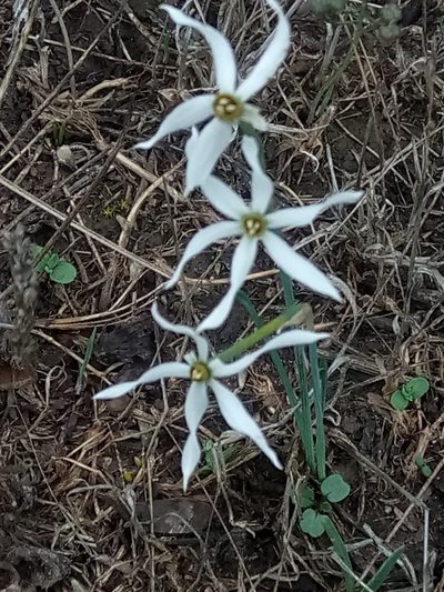 Narcissus obsoletus, photographed by Karim Haddad