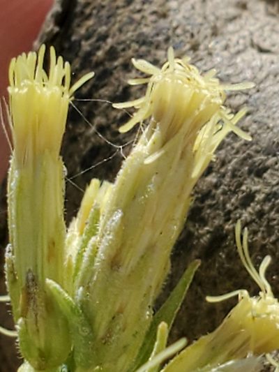 Brickellia dentata, photographed by Jo Roberts