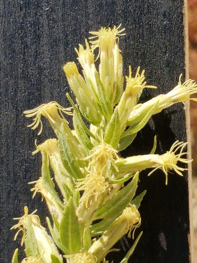 Brickellia dentata, photographed by Jo Roberts
