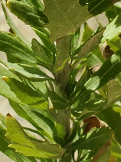 Brickellia dentata, photographed by Jo Roberts