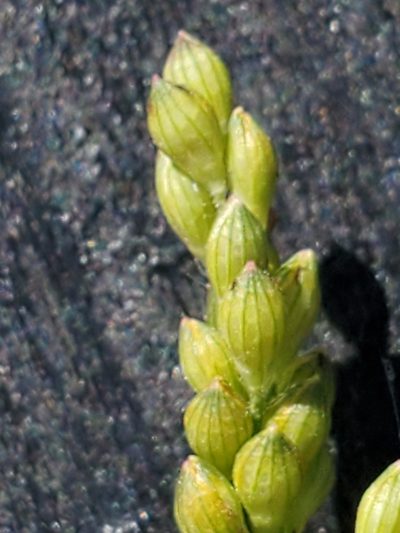 Urochloa fusca, photographed by Jo Roberts