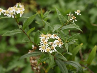 Doellingeria umbellata, photographed by Alexis Tinker-Tsavalas