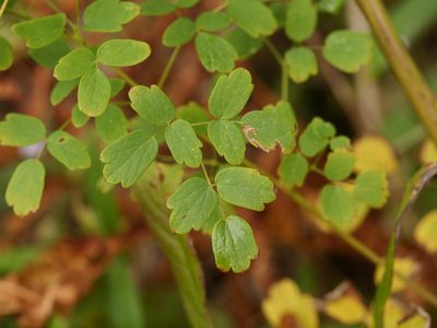 Thalictrum pubescens, photographed by Alexis Tinker-Tsavalas