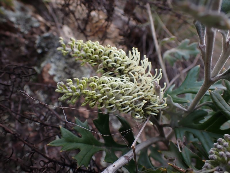 Grevillea willisii, photographed by Nina Kerr