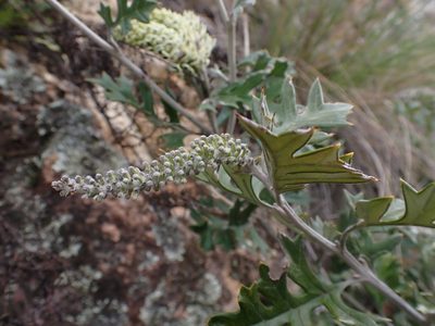 Grevillea willisii, photographed by Nina Kerr