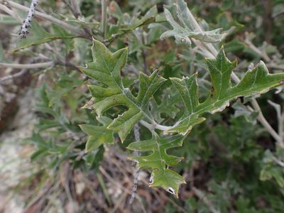 Grevillea willisii, photographed by Nina Kerr