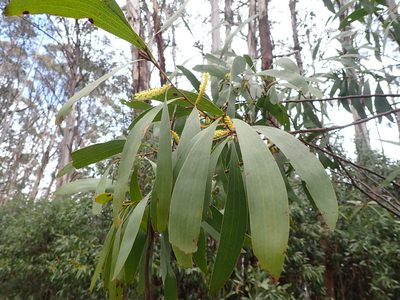 Acacia dallachiana, photographed by Nina Kerr