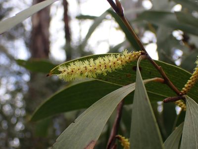 Acacia dallachiana, photographed by Nina Kerr