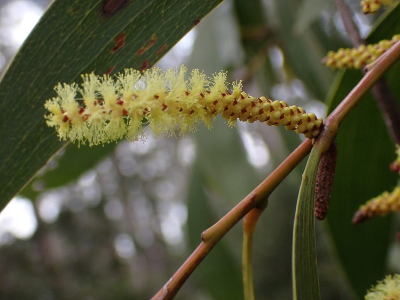 Acacia dallachiana, photographed by Nina Kerr