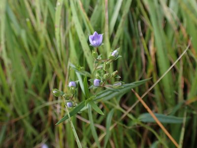 Veronica gracilis, photographed by Nina Kerr